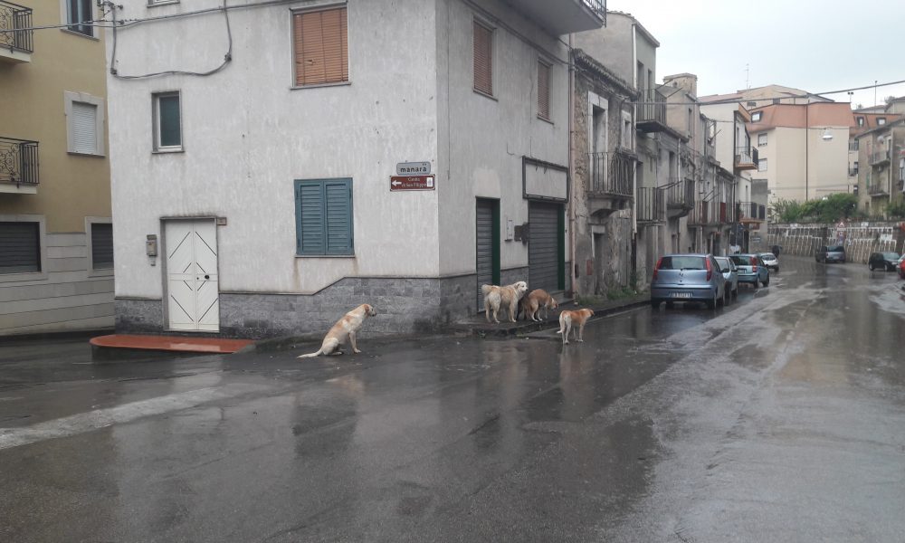 Agira: branco di cani randagi in giro per la Citta’