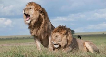 A Enna tutti sanno che esiste la CITTÀ DEI LEONI | Niente gabbie e solo rispetto per gli animali, è una perla dell’intera isola