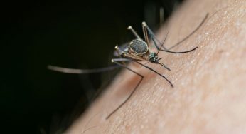 Zanzare, questo è il posto dove NON verranno mai | Trascorri un’estate da sogno e senza citronella, è sicuro