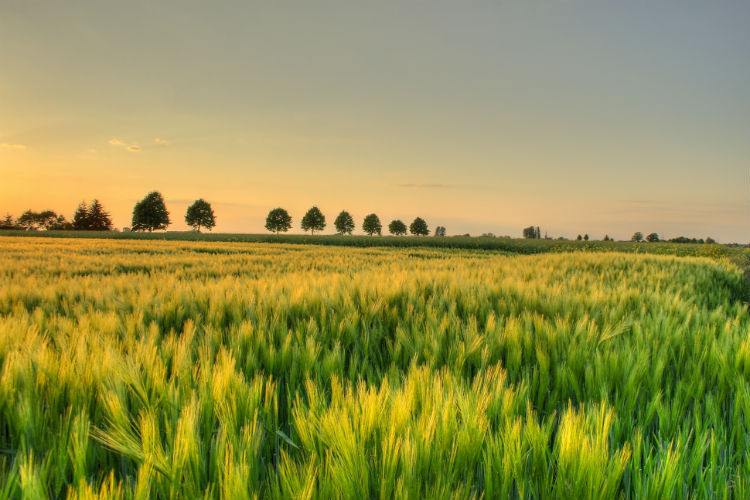 Ismea: le nuove agevolazioni per l’insediamento di giovani in agricoltura