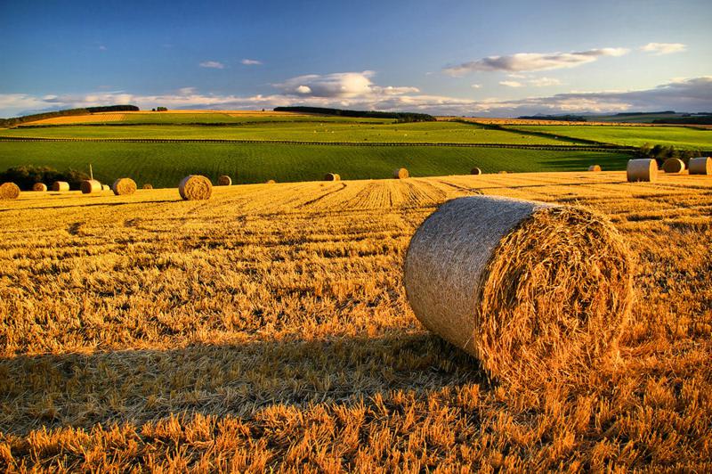 Bando: ”Coltiviamo Agricoltura Sociale” nuova edizione del concorso