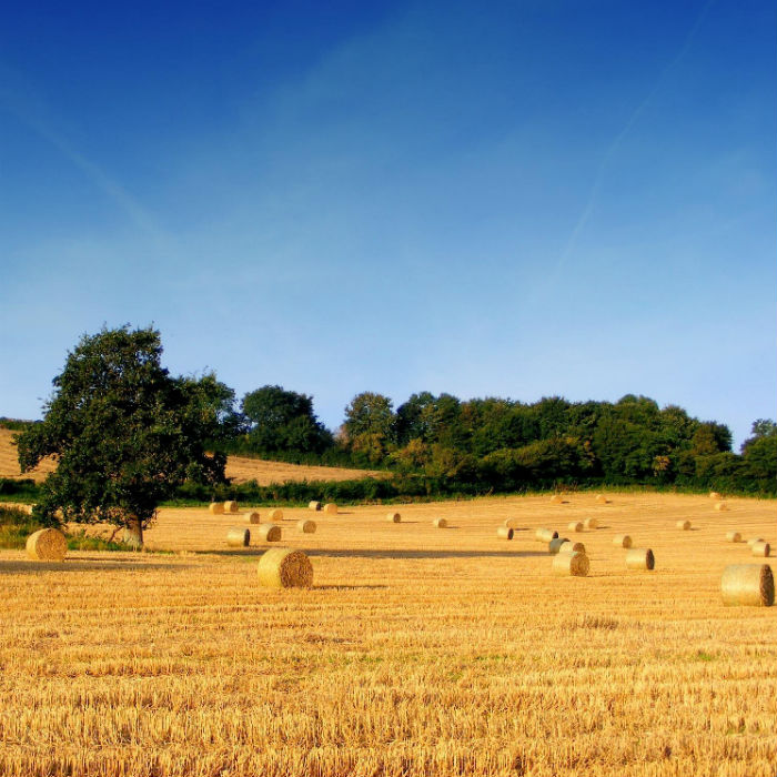 Agricoltura: bando “Terre Colte 2017”
