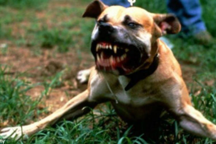 Morta bambina di un anno: è stata azzannata da due pittbull