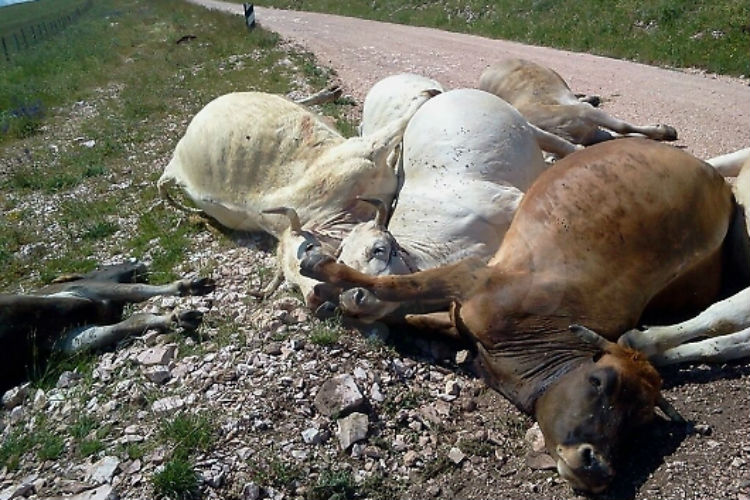 Ordinanza di divieto di consumare derivati del latte per il rischio carbonchio