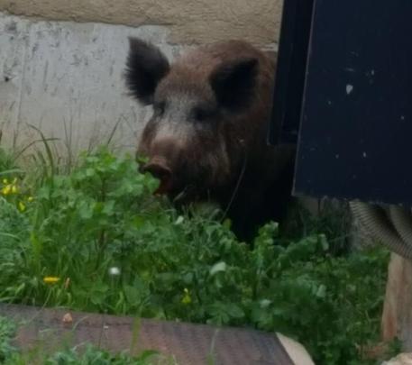 Palermo: cinghiale entra in scuola elementare e semina il panico