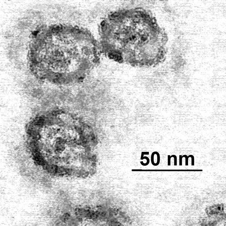 Con il Web anche Enna in prima linea nella cura dell’epatite C