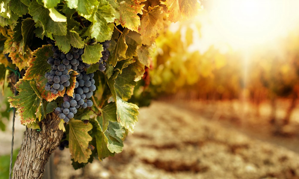 Sicilia: contributi per la ristrutturazione dei vigneti