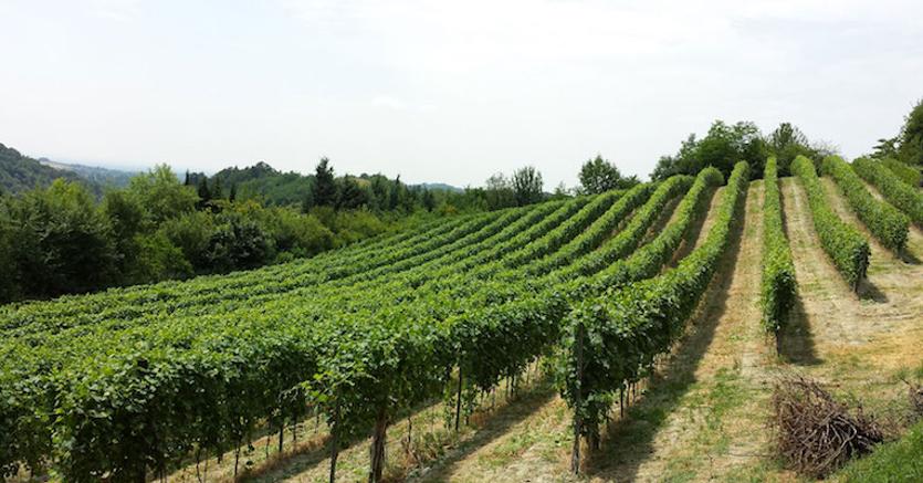 Sicilia: ristrutturazione e riconversione dei vigneti, pubblicato il bando