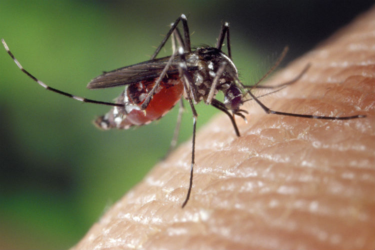 Zanzara tigre: massima allerta in Sicilia, Enna è tra le zone più a rischio