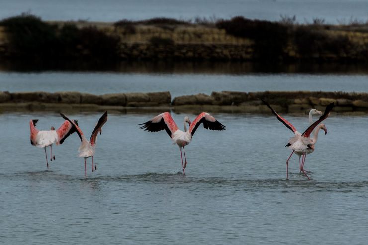 Danza dei fenicotteri - foto wikimedia commons - lagazzettaennese.it