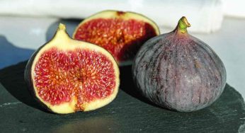 Va bene il pistacchio, ma la CITTÀ DEI FICHI non la batte nessuno | Ennesimo tesoro siciliano nel cuore di Messina