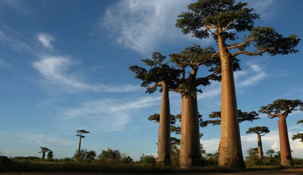 Madagascar - foto flickr - lagazzettaennese.it