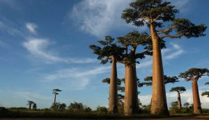 Madagascar - foto flickr - lagazzettaennese.it