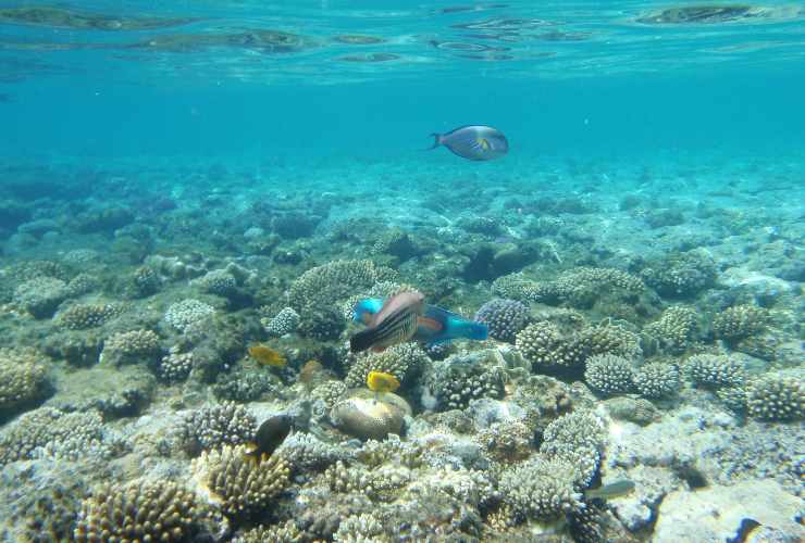 Mare di Sharm el Sheikh - foto wikimedia commons - lagazzettaennese.it