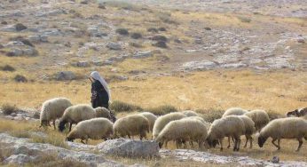 Ma quale Sardegna, il PAESE DEI PASTORI è in Sicilia | A due passi da Caltanissetta lo conoscono tutti, trovi anche Peter