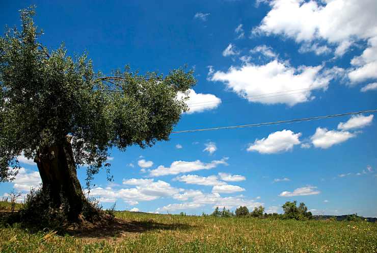 Tenuta Ambelia - foto flickr - lagazzettaennese.it